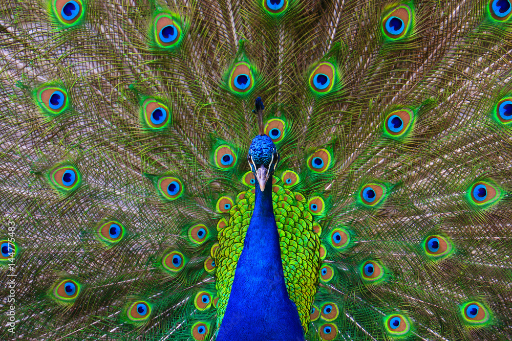 Obraz premium Portrait of beautiful peacock with feathers out