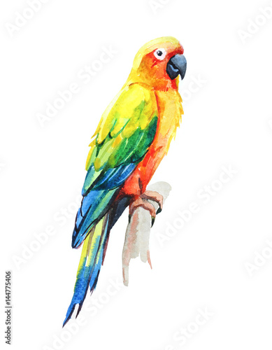 Sun Conure parrot, Tropical birds isolated on white background, watercolor illustration 