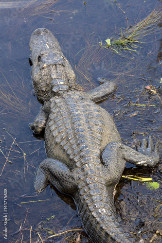 Alligator resting in the swamps of Florida s Everglades National Park.