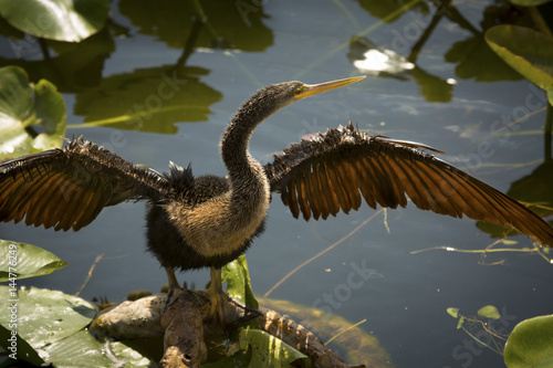 Juvenile anhinga stands with wings outspread in Florida s Everglades.
