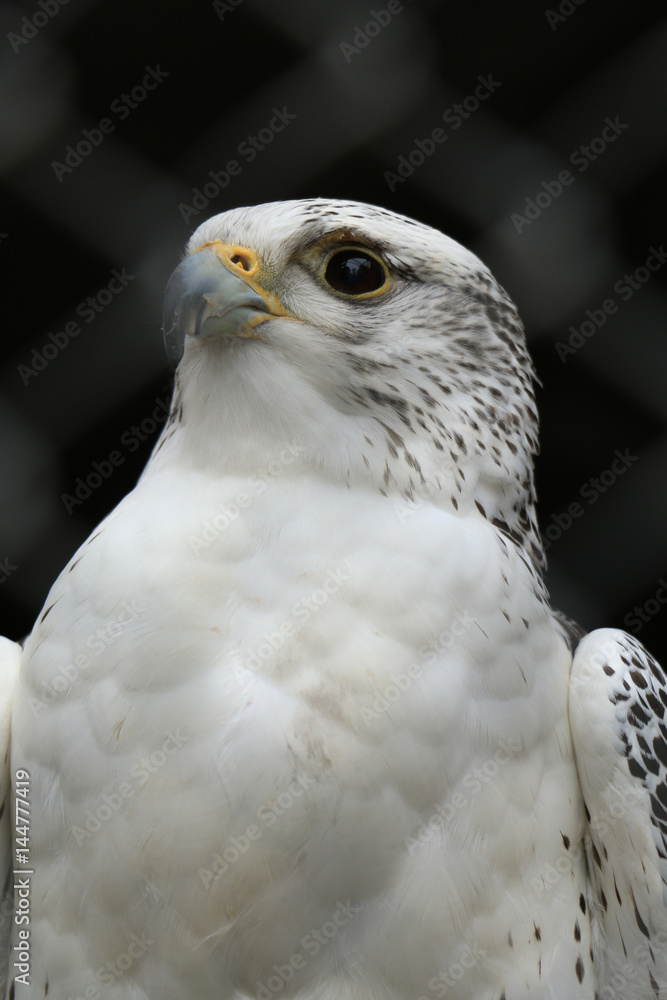 Gyrfalcon portrait (Falco rusticolus) Gyrfalcon portrait (Falco rusticolus)