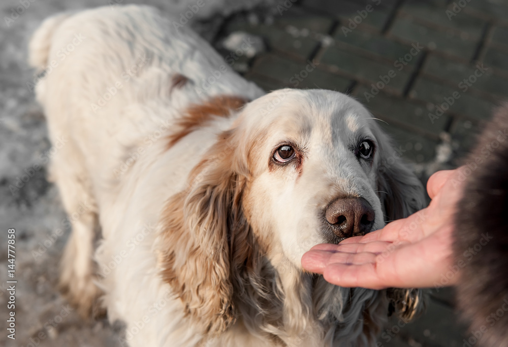 A large white dog with brown spots sniffing the person's hand A large white dog with brown spots sniffing the person's hand