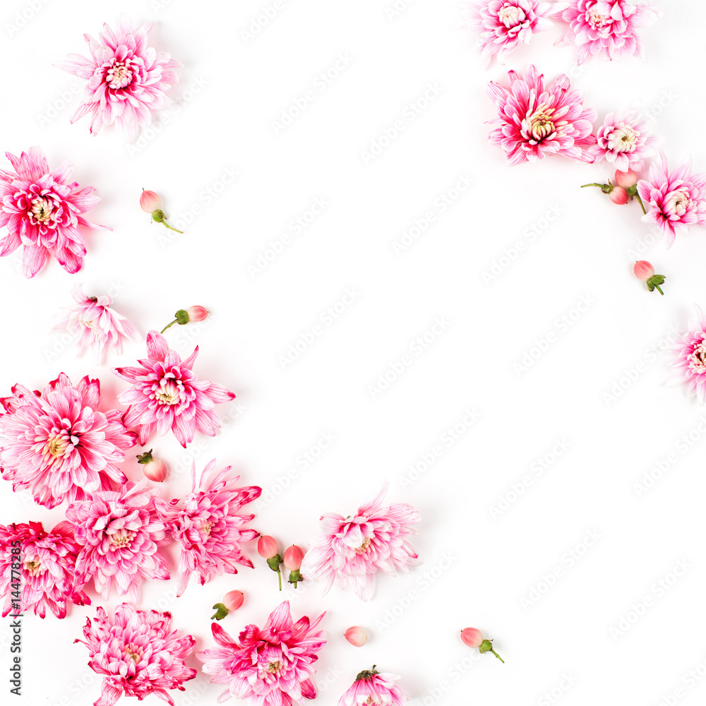 Flowers composition. Pink chrysanthemum  on white background. Flat lay, top view.