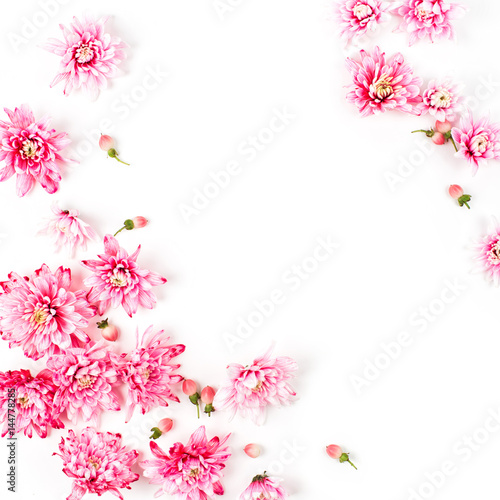 Flowers composition. Pink chrysanthemum  on white background. Flat lay, top view.