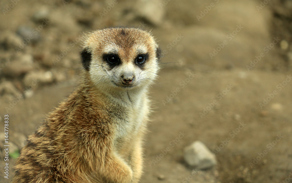 Fototapeta premium Single Meerkat Looking