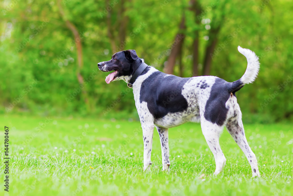 black and white mixed breed dog outdoors black and white mixed breed dog outdoors