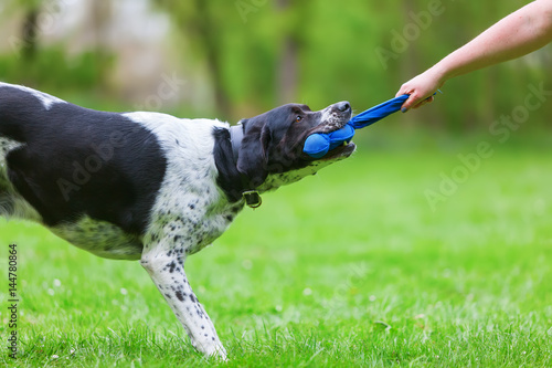 Fototapeta Naklejka Na Ścianę i Meble -  woman's hand and a dog pulling at a toy