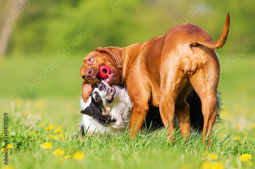 Border Collie and Rhodesian Ridgeback fighting for a toy