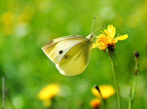 butterfly on a spring green meadow © yanikap