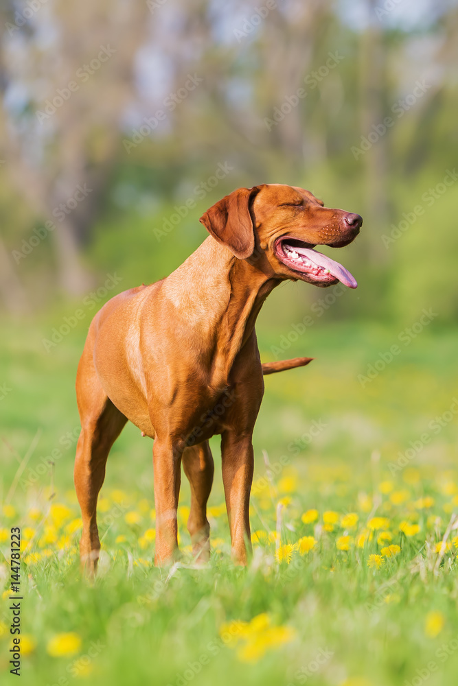 portrait of a Rhodesian ridgeback in the meadow portrait of a Rhodesian ridgeback in the meadow