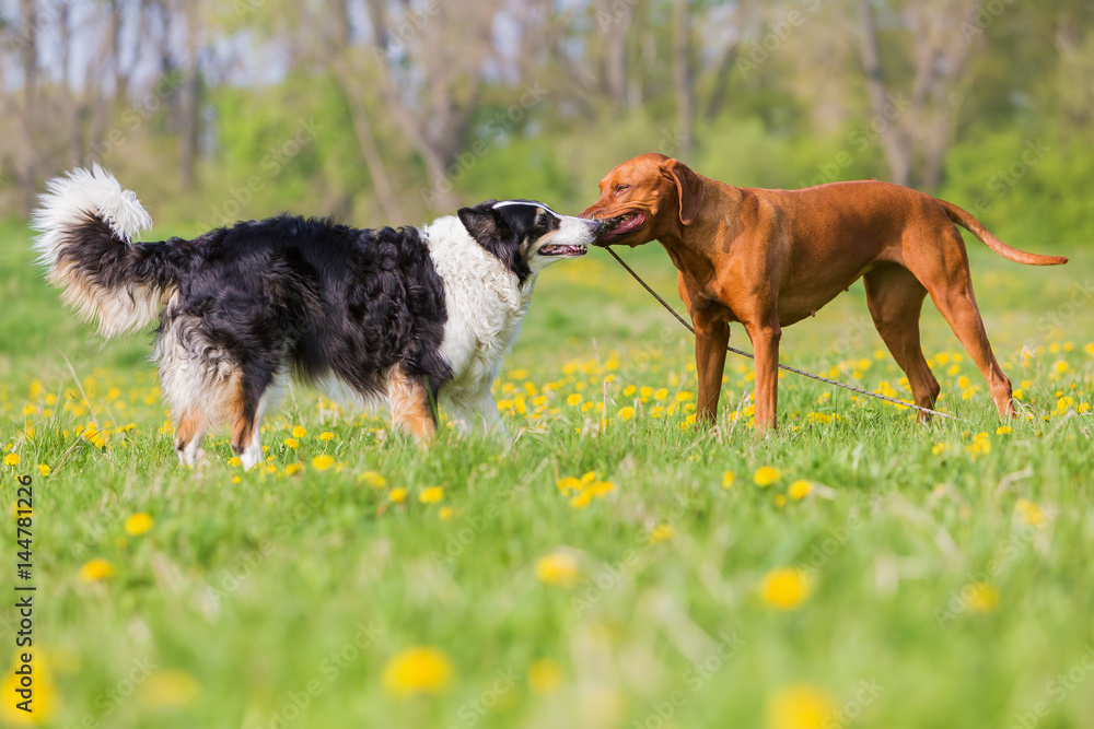 Rhodesian ridgeback and Border Collie outdoors Rhodesian ridgeback and Border Collie outdoors