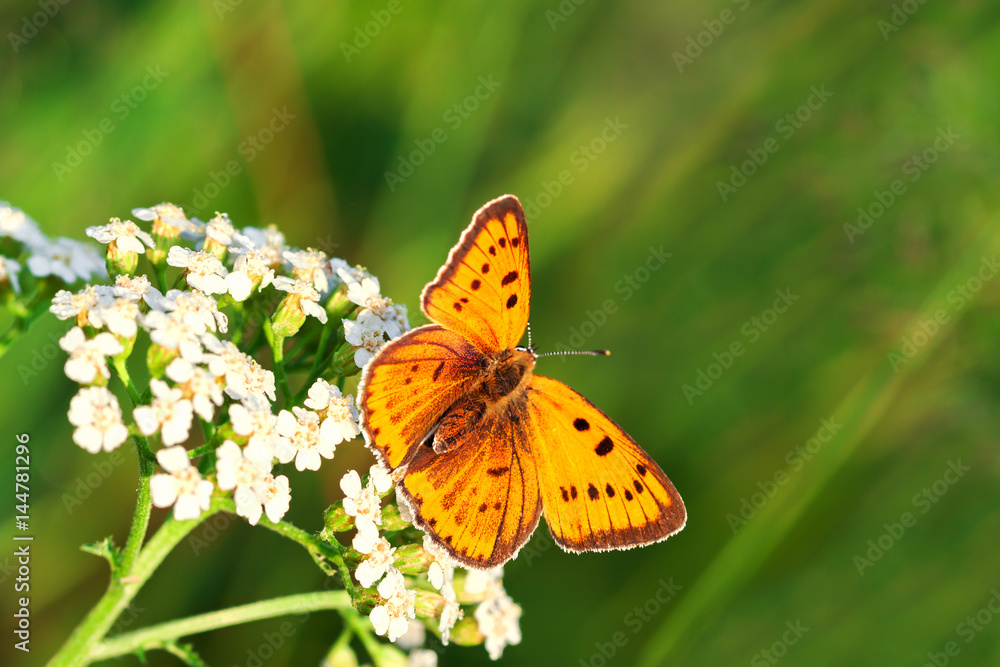 Fototapeta premium orange butterfly sits on a whites flowers on spring meadow