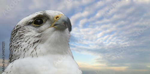 Gyrfalcon portrait (Falco rusticolus)
