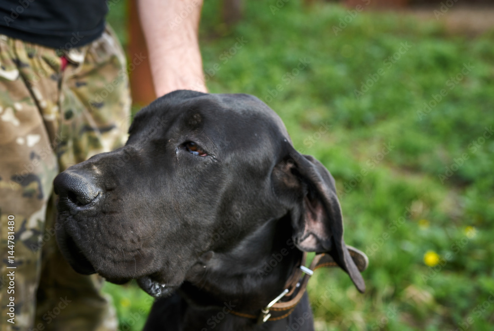 black big dog on a leash