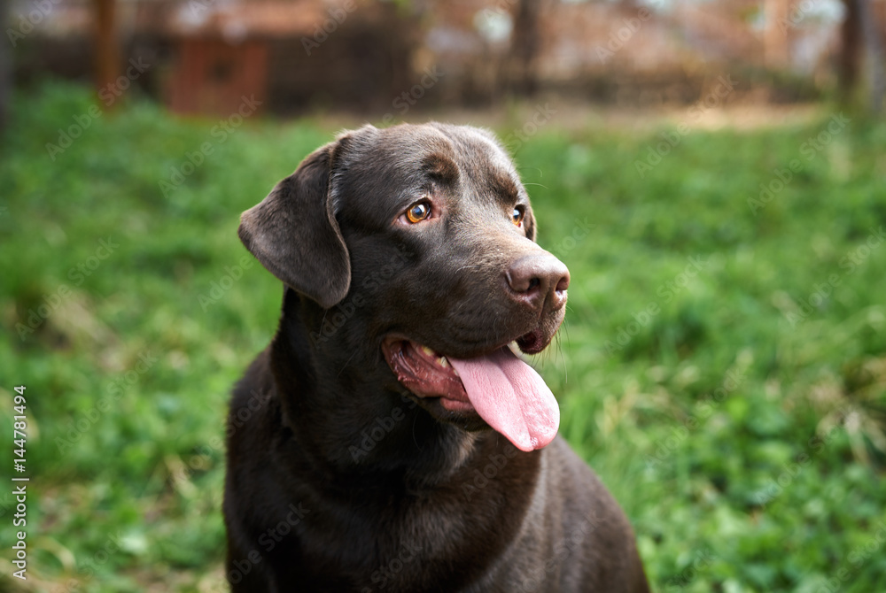 a dog with his tongue out in the street a dog with his tongue out in the street