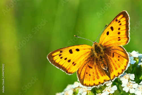 orange butterfly sits on a whites flowers on spring meadow © yanikap