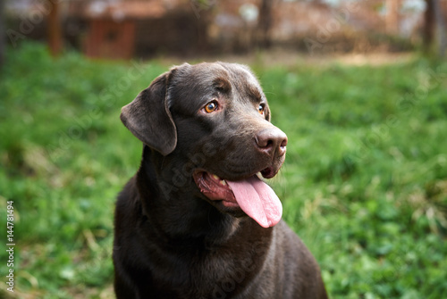 a dog with his tongue out in the street