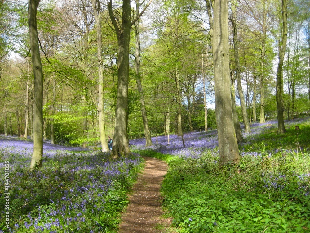Forest Pathway with Bluebells