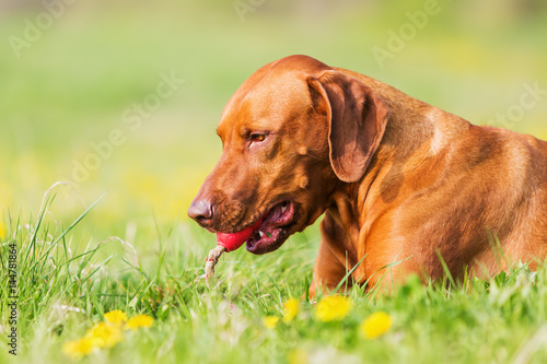 Rhodesian ridgeback with a toy in the meadow