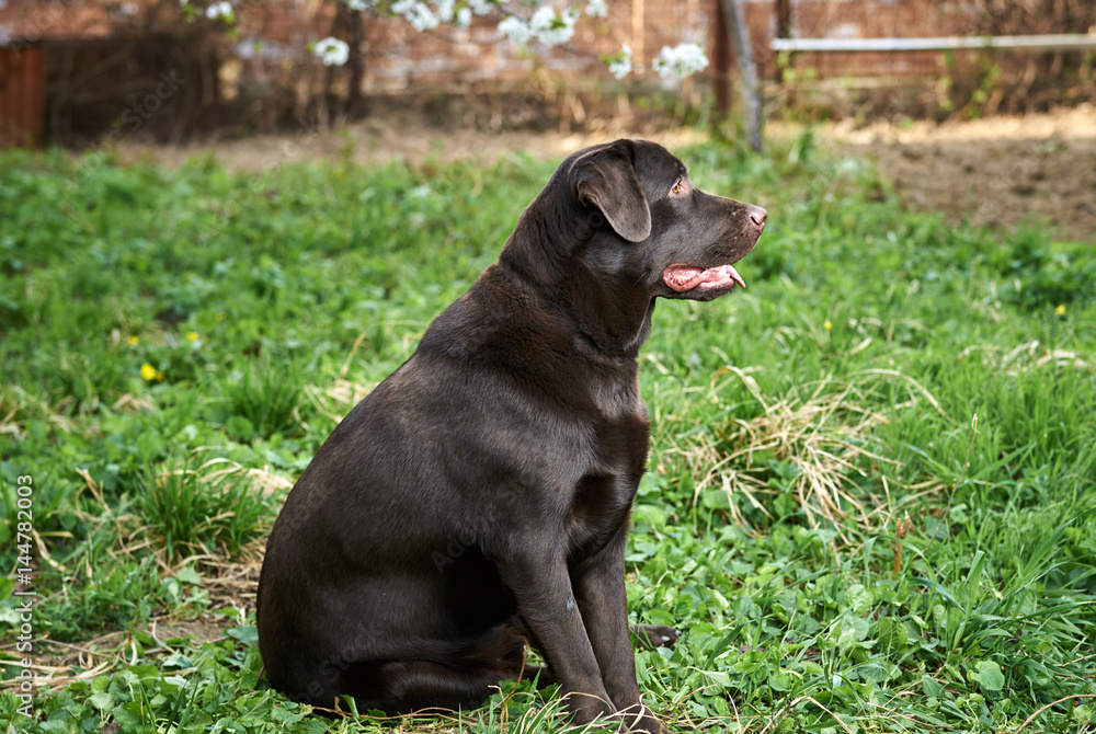 big dog sitting on the grass