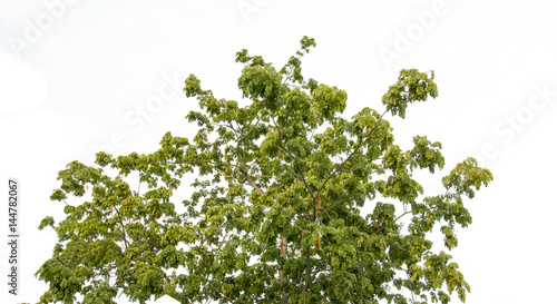 green leaf of tree in garden isolated on white