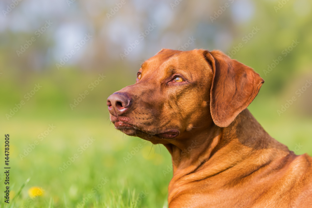 head portrait of a Rhodesian ridgeback head portrait of a Rhodesian ridgeback