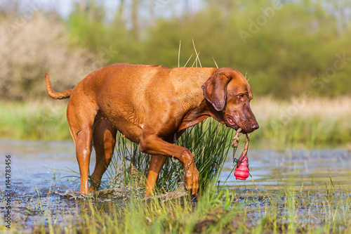 Rhodesian Ridgeback with a toy in the snout at a pond