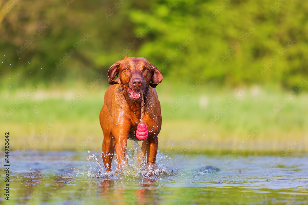 Rhodesian Ridgeback playing with a toy Rhodesian Ridgeback playing with a toy
