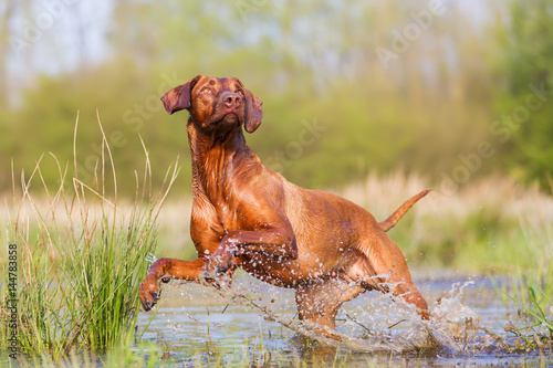 Fotografija Rhodesian ridgeback running through the water