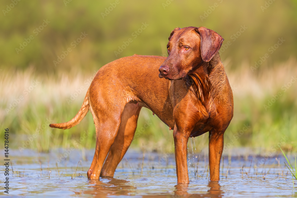 portrait of a Rhodesian Ridgeback at a pond portrait of a Rhodesian Ridgeback at a pond