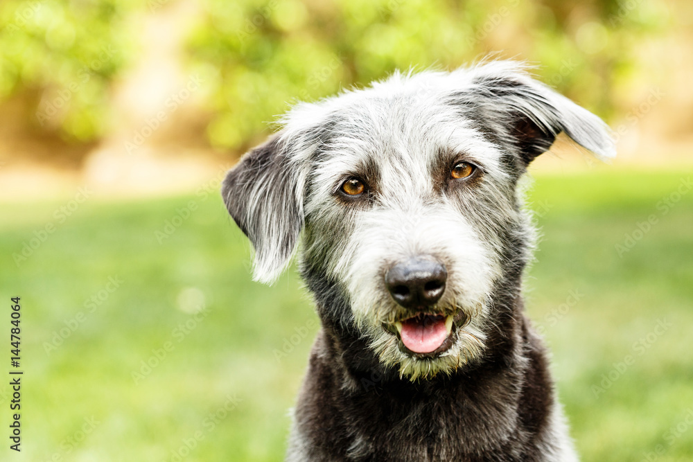 Fototapeta premium Attentive Terrier Dog Outdoors Close-Up