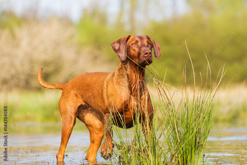 portrait of a Rhodesian Ridgeback at a pond portrait of a Rhodesian Ridgeback at a pond