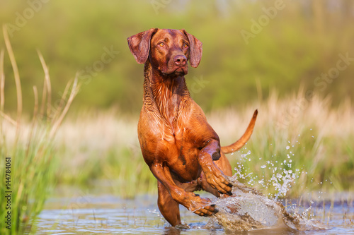 Slika na platnu Rhodesian ridgeback running through the water