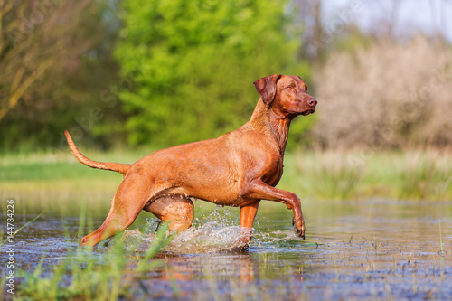 Foto Rhodesian ridgeback running through the water