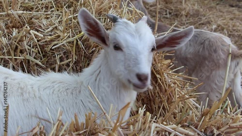 goat eating hay photo