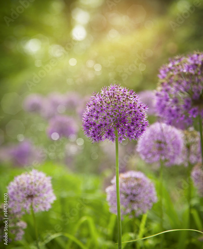 Purple alium onion flower