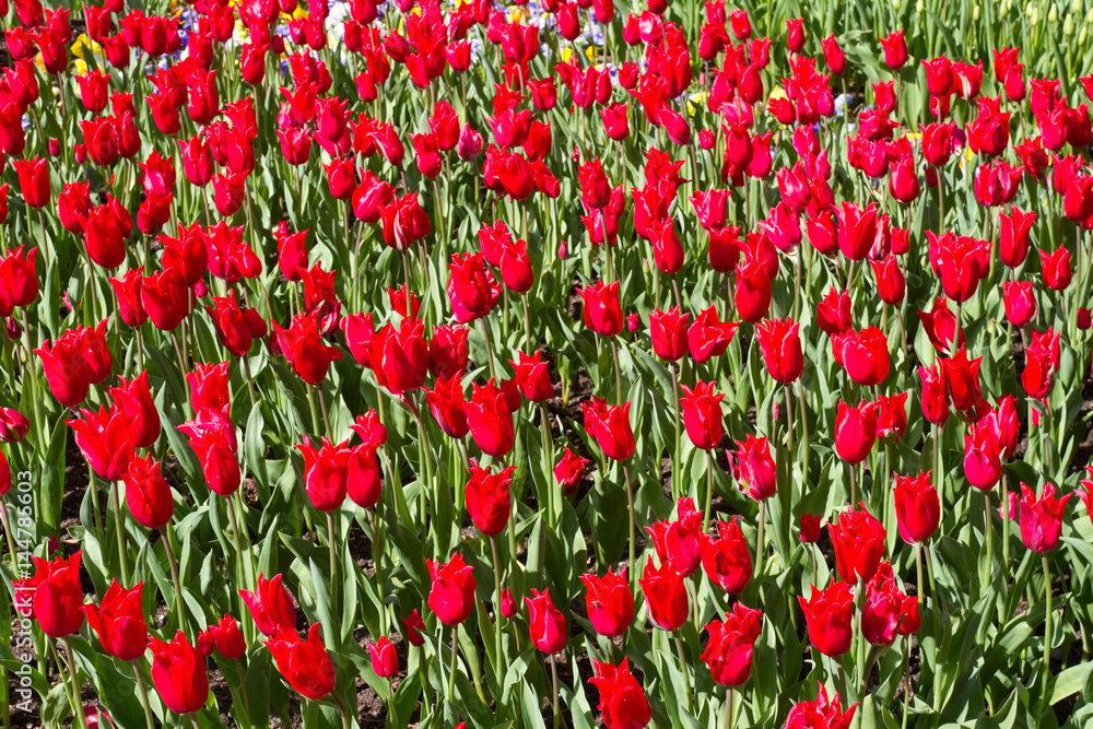 Tulpenbeet in leuchtendem Rot