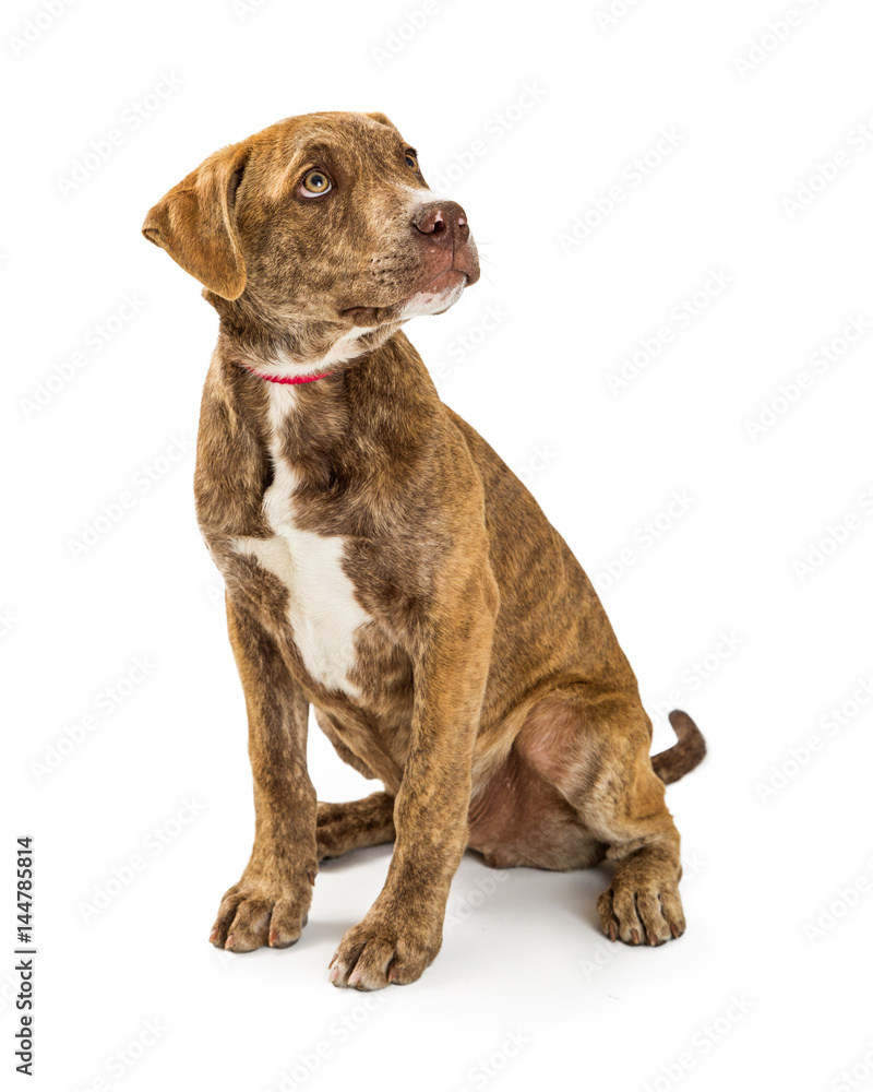Fototapeta premium Cute Puppy Looking Over Shoulder