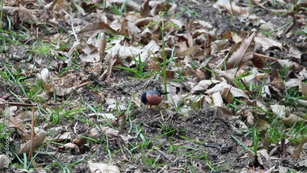 Bullfinch, common bullfinch or Eurasian bullfinch (Pyrrhula pyrrhula) eating on the ground. RSPB Nagshead. Forest of Dean. Bullfinch, common bullfinch or Eurasian bullfinch (Pyrrhula pyrrhula) eating on the ground. RSPB Nagshead. Forest of Dean.