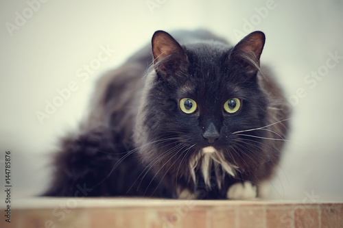 Black cat with white paws. © Azaliya (Elya Vatel)