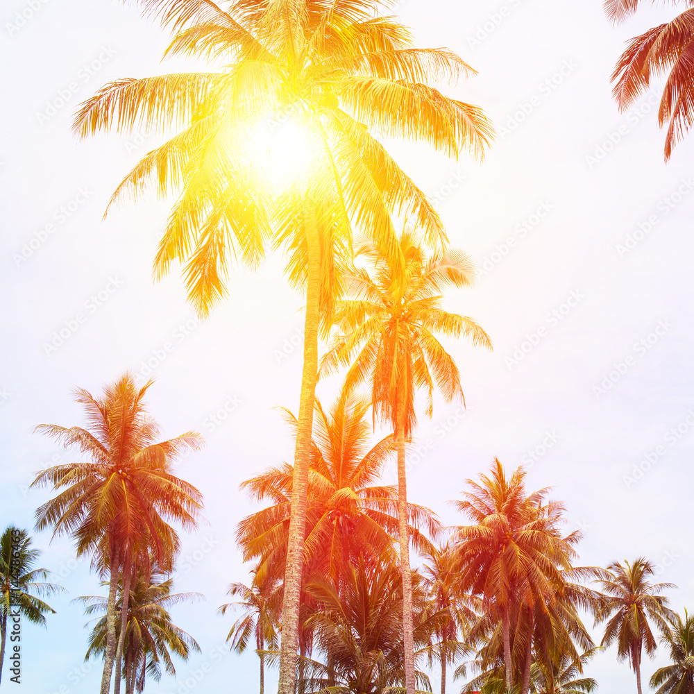 Sun Through Palm Trees Jungle Landscape Tropical