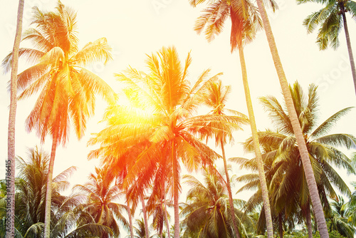 Fototapeta Naklejka Na Ścianę i Meble -  Palm Trees Jungle Toned Tropical Holiday View