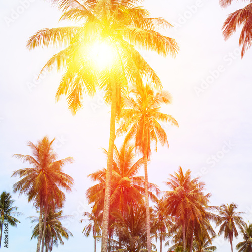 Fototapeta Naklejka Na Ścianę i Meble -  Sun Through Palm Trees Jungle Landscape Tropical