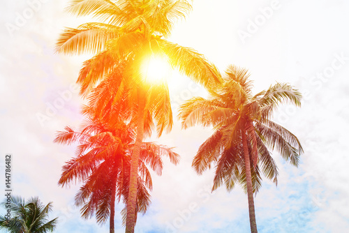 Sun Through Palm Trees Jungle Landscape Tropical