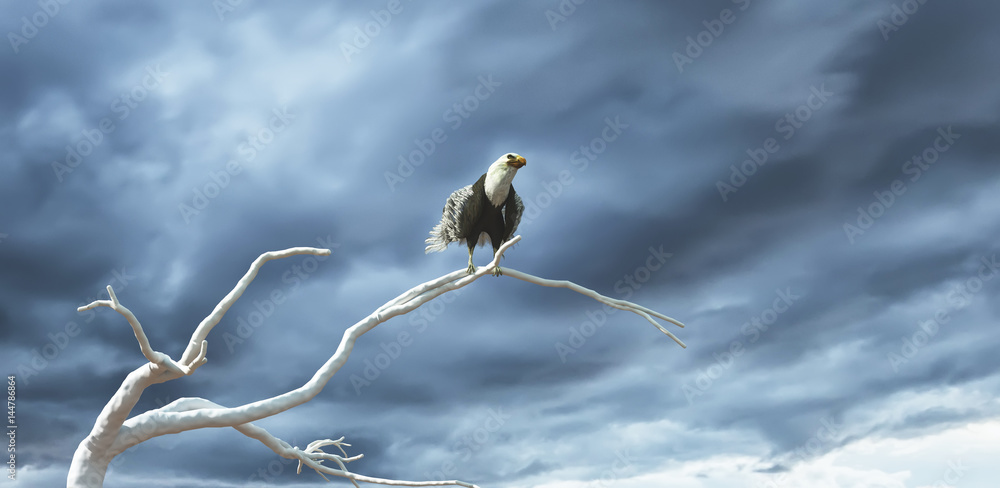 Naklejka premium Eagle flying