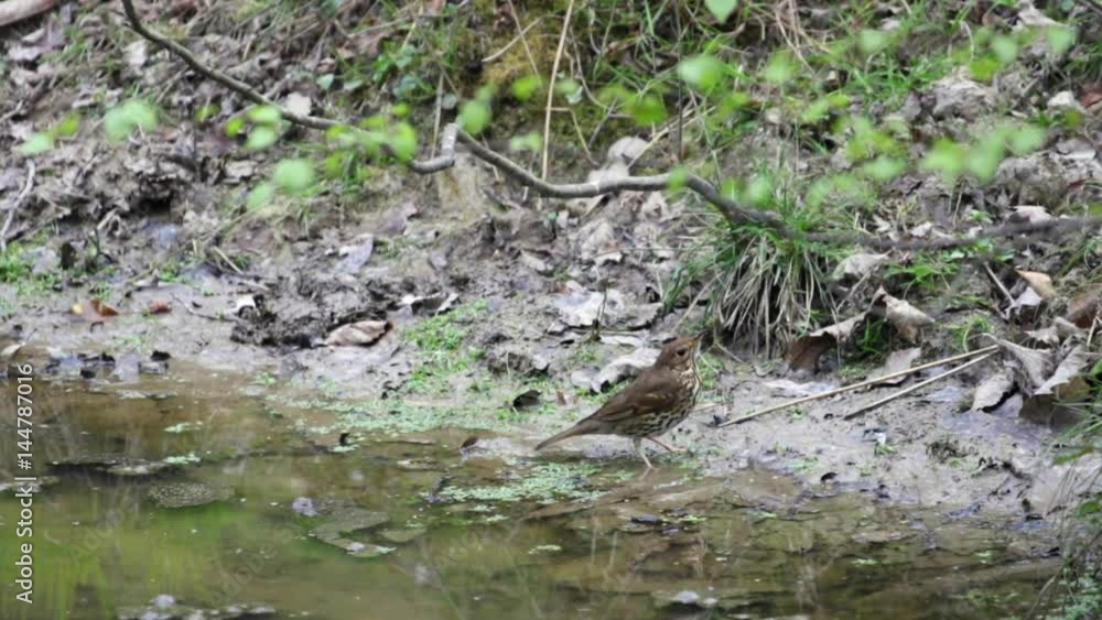 Song thrush (Turdus philomelos) by a pond collecting nest material. Forest of De Song thrush (Turdus philomelos) by a pond collecting nest material. Forest of De