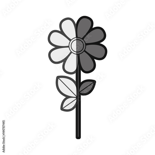monochrome silhouette daysi flower with leaves and stem vector illustration