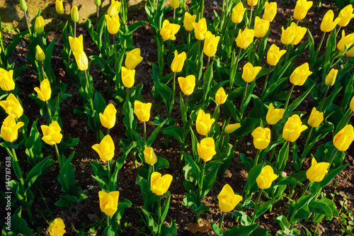 Spring background with beautiful yellow tulips