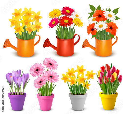 Spring and summer colorful flowers in pots  Vector