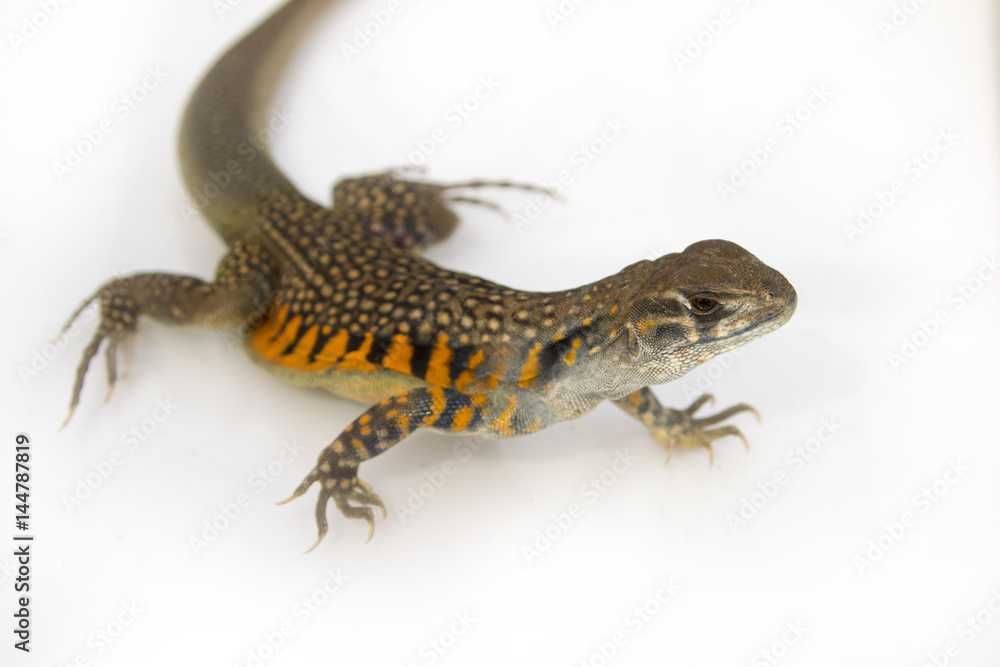 Naklejka premium Image of Butterfly Agama Lizard (Leiolepis Cuvier) on white background. Reptile Animal